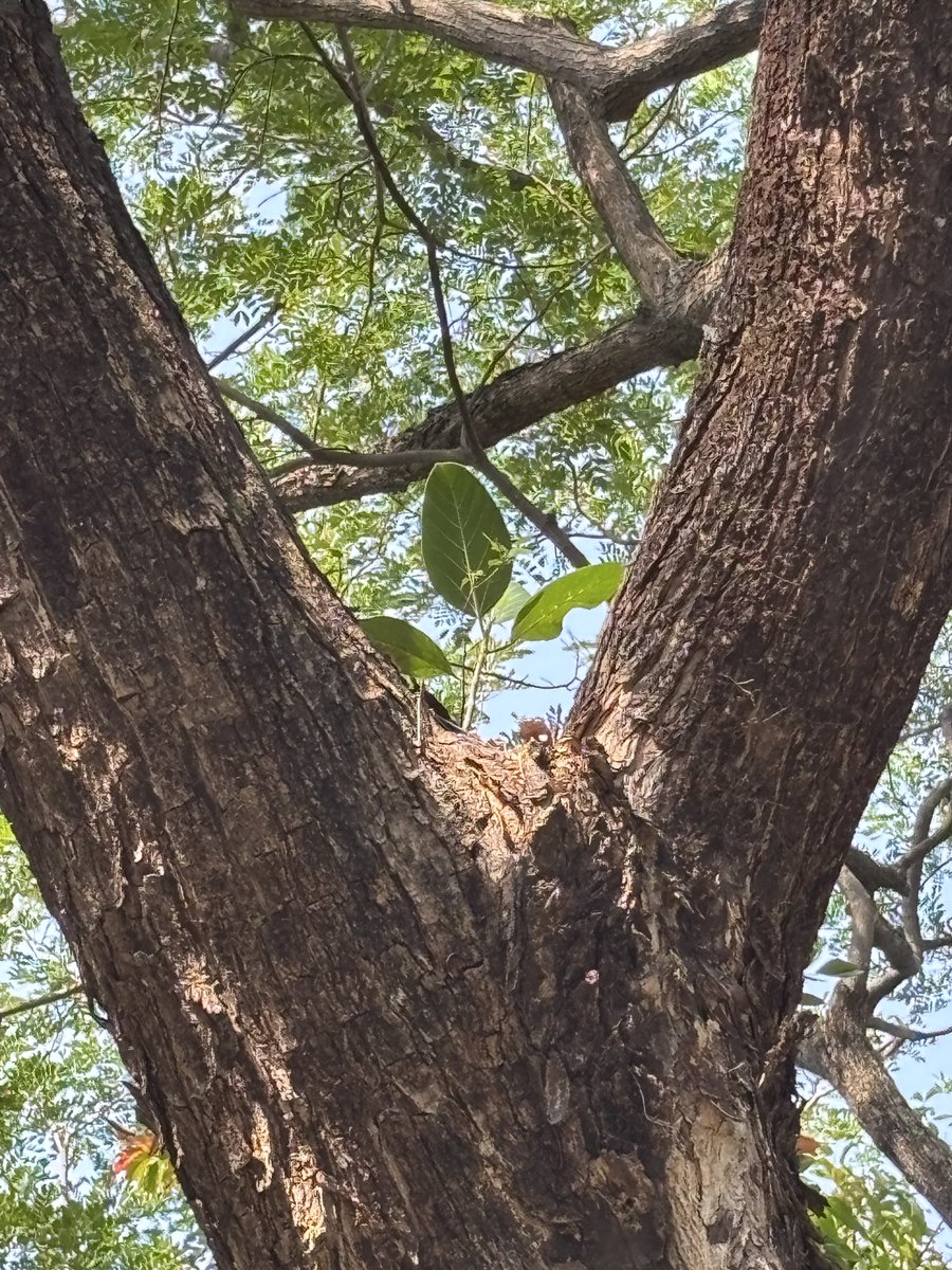 pargaien's tweet photo. Nature writing its story slowly and beautifully . 
A giant veteran tree, weathered by time, stands waiting as another banyan grows to cradle it in green embrace. 🌳 #thicktrunktuesday https://t.co/wbkL6fbcrg