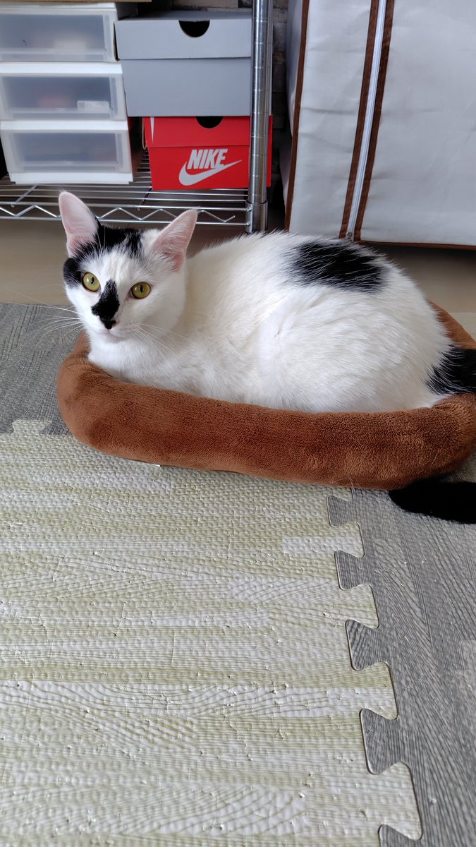 bu_ayano's tweet photo. ♡

#白ぶちイル君
#白ぶち猫
#白黒猫
#ぶち猫
#ぶち柄猫
#保護猫
#保護猫と暮らす https://t.co/S0Nb1ZeXfy