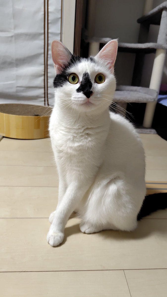 bu_ayano's tweet photo. ♡

#白ぶちイル君
#白ぶち猫
#白黒猫
#ぶち猫
#ぶち柄猫
#保護猫
#保護猫と暮らす https://t.co/IjCl65i1tD