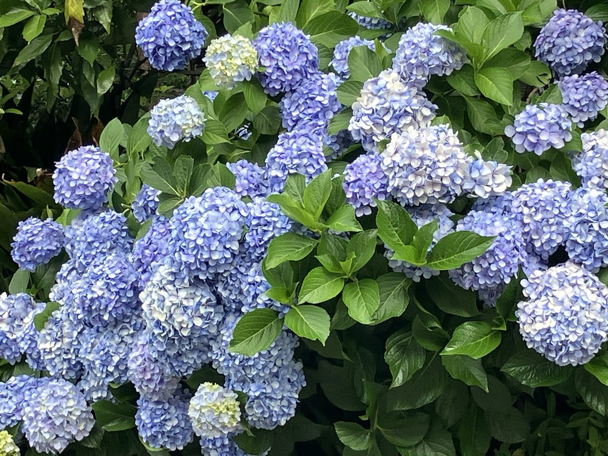 hiro1223386's tweet photo. 紫陽花🌸
 #紫陽花
 #鎌倉 https://t.co/Cqt7jJ5EJL