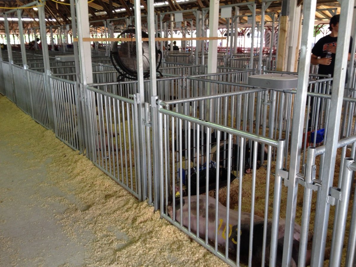 TritonBarns's tweet photo. Not all pen fencing is equal. Wide gaps mean footholds, caught hooves, injuries — a real risk when hundreds of animals cycle through a show pen. Our pens are non-climb by design (¾" pickets, 4" on center), not an add-on. Request a brochure ➡️ https://t.co/VjF5nCCRRQ https://t.co/k9YlP5bkWd
