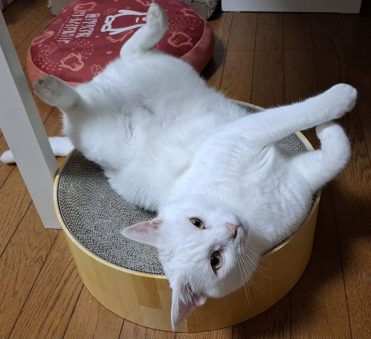 佐々木琴子 tweet media