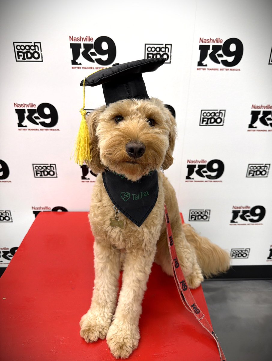 NashvilleK9's tweet photo. Congratulations, Clover! You graduated!! 

#goldendoodle ❤️ #dogtraining #bettertrainers #betterresults #NashvilleK9 https://t.co/3lGOwFDQqf