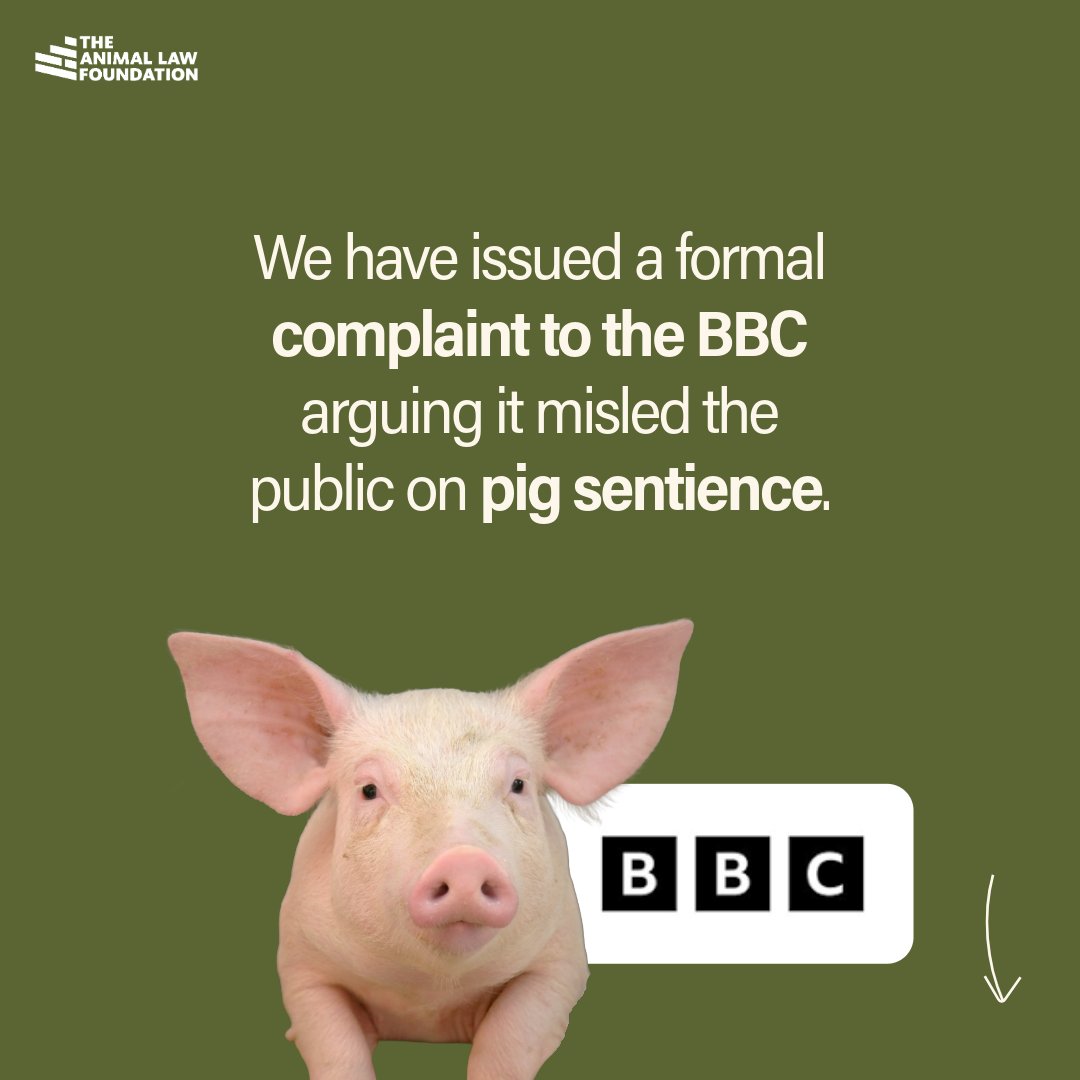 AnimallawFDN's tweet photo. The Animal Law Foundation has issued a formal complaint to the BBC arguing misleading claims about pig sentience.

🧵 https://t.co/9uumFIU9JX