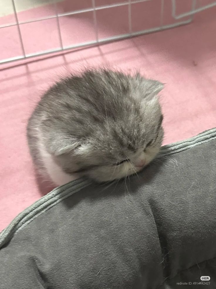 postsofkittens's tweet photo. so eepy https://t.co/RALlGjyiaU