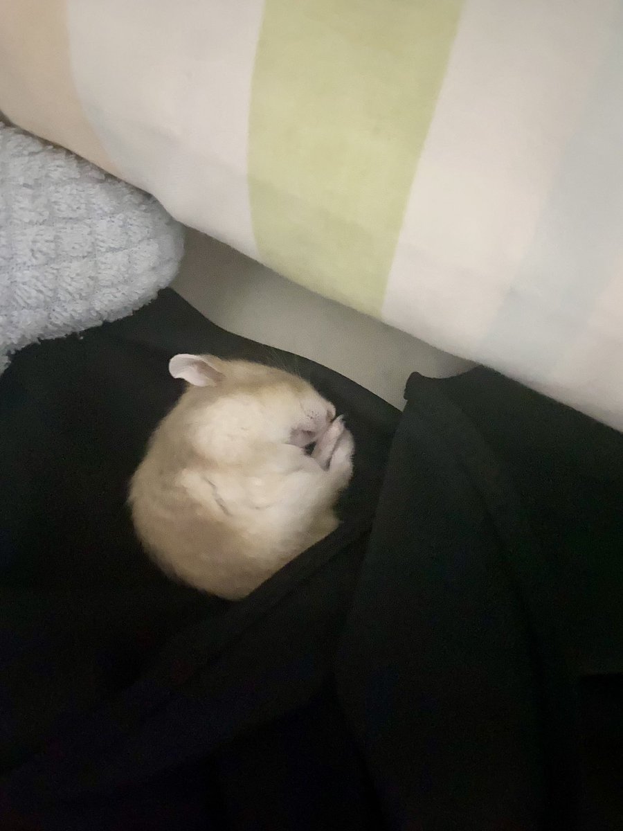 njaemsberry's tweet photo. hamster aku pelor bgt deh (kaya yg punya) 😅😅😅
dia aku ajak main malah tidur di kasur yaampunnn https://t.co/Wl2HvSsGA1