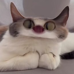 MeepCatonSol's tweet photo. How it feels to wake up and MEEP ☀️

Community, memes, and an awesome content creator are behind Meep, are you? https://t.co/OgHptPuAS0