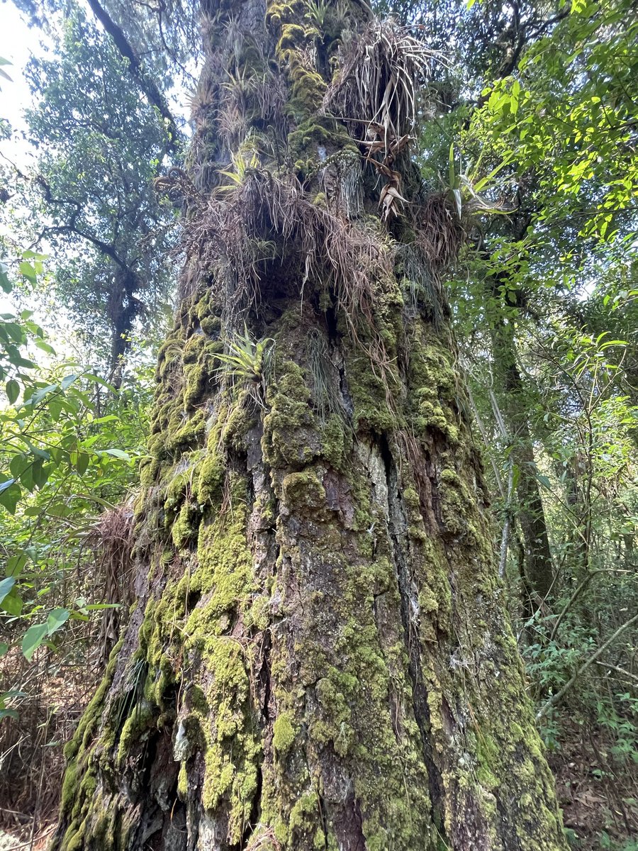DennnyWhere's tweet photo. Symbiosis https://t.co/KHUcVhKG40