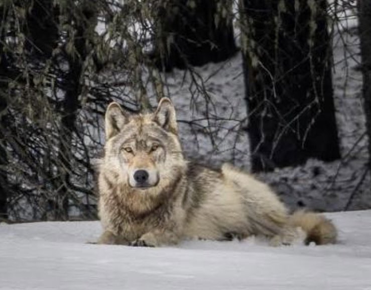 StoriesBySammi's tweet photo. → The rule is final and the lawsuit is already filed - the Center for Biological Diversity breaks down exactly what was just taken from the public and what it means for every forest, every wolf, every bear on federal land:
https://t.co/gNawJhYjQi https://t.co/LITiyFJpJ5