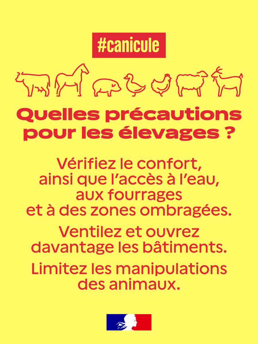 Agri_Gouv's tweet photo. Quelles précautions pour les élevages en période de #Canicule ?

👉 Vérifiez l’accès à l’eau et à des zones ombragées
👉 Ventilez les bâtiments
👉 Limitez les manipulations des animaux https://t.co/zg8sJgBVnS