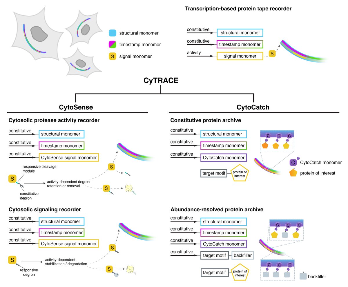 ChangyangLinghu's tweet photo. What if you could record cytosolic activities or archive proteins on an intracellular tape across time? 📼
Introducing CyTRACE: a genetically encoded, modular framework built on protein tape recorders for scalable post hoc spatiotemporal analysis and molecular interrogation.
🔍 CytoSense records protease & kinase signaling activities
📦 CytoCatch archives cytosolic proteins along CytoTape
Preprint out: https://t.co/JWZt8VdVUt
🧵Thread (1/7)