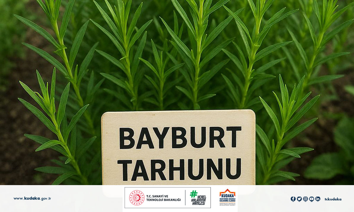 tckudaka's tweet photo. BAYBURT TARHUNUNDA DİJİTAL DÖNÜŞÜM VE MARKALAŞMA HAMLESİ

🌿Kültürel mirastan küresel markaya uzanan yolculuk başlıyor!

Ajansımızın Teknik Destek Programı kapsamında destek almaya hak kazanan, Bayburtlu Bacılar Kadın Kooperatifi tarafından yürütülecek “Kültürel Mirastan Küresel Markaya: Bayburt Tarhununun Sürdürülebilir Turizm ve İhracat Odaklı Dijital Dönüşümü” projesinin destek sözleşmesi imzalandı.✍️

Proje ile #Bayburt’un önemli kültürel ve gastronomik değerlerinden biri olan tarhunun, dijital pazarlama, markalaşma, sürdürülebilir turizm ve ihracat odaklı kapasitesinin geliştirilmesi hedefleniyor. Böylece kadın girişimciliğinin desteklenmesine ve yerel ürünlerin daha geniş pazarlara ulaştırılmasına katkı sağlanacak.

@TCSanayi @KalkinmaAjansGM