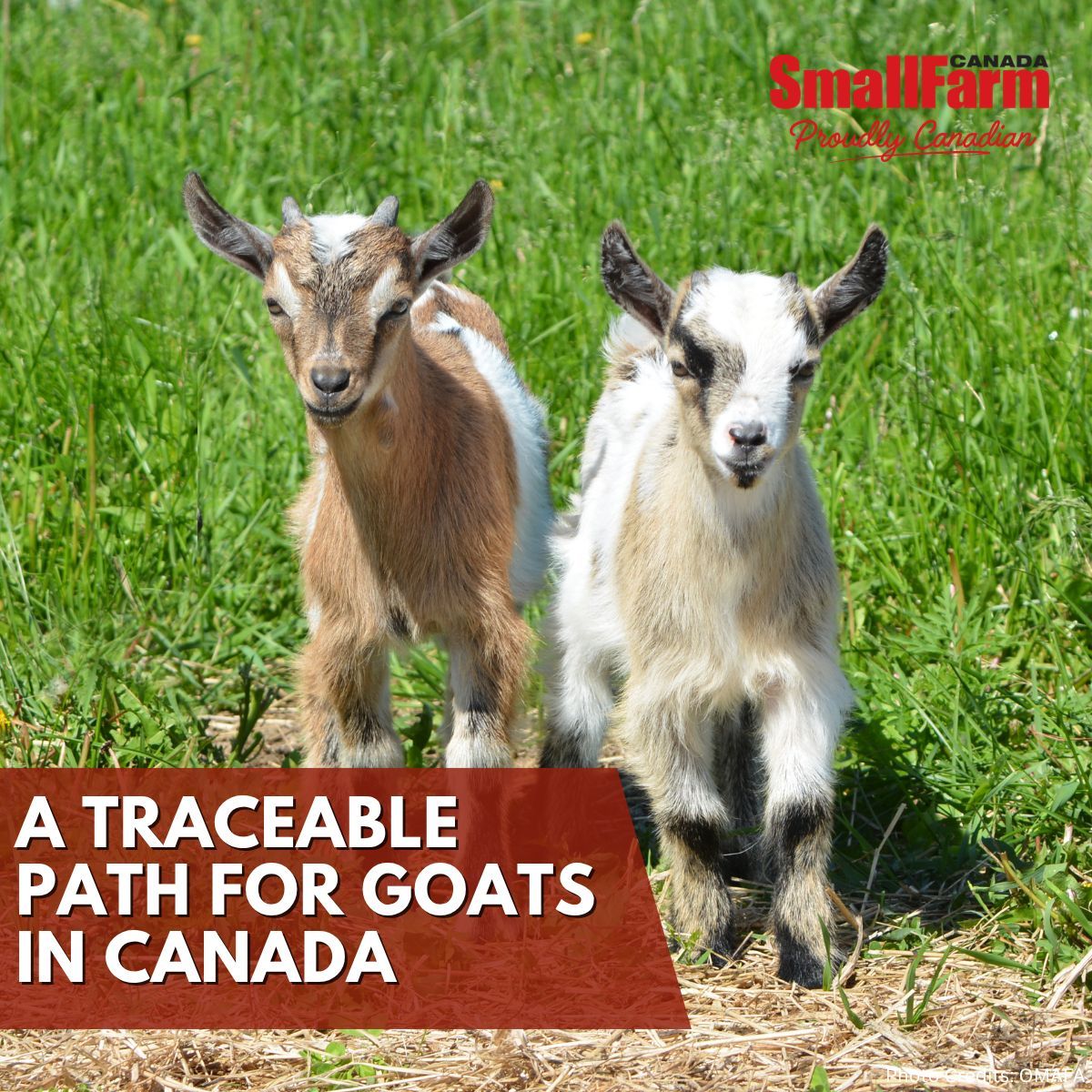 SmallFarmCanada's tweet photo. A Traceable Path for Goats in Canada.
Changes to Canada’s traceability framework could have a significant impact on goat producers, from animal identification and movement reporting to disease management.
What are your thoughts on traceability in the goat sector? 👇
#SmallFarm https://t.co/cnRwhV81SI