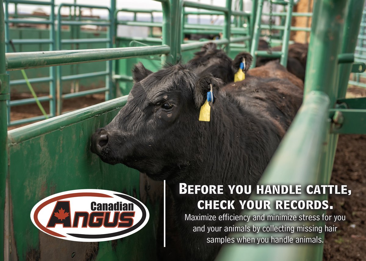 cdnangus's tweet photo. Avoid exemption fees - when you process an animal, collect a sample, unless you are confident that parentage testing is complete. See https://t.co/Y9eH1gtZfb for best practices to collect DNA samples. #cdnangus https://t.co/7rANItU4FC
