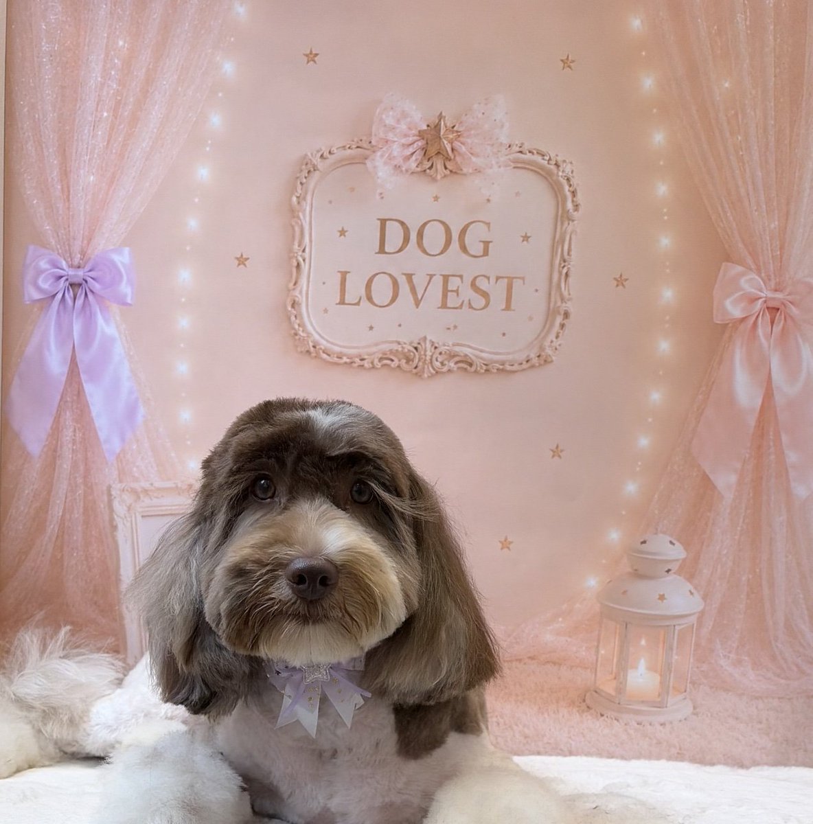 the_cavapoo tweet picture