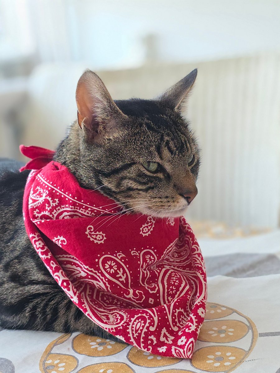 arcaneghost_'s tweet photo. meowdyyy 🤠 https://t.co/XHx0vrOnft