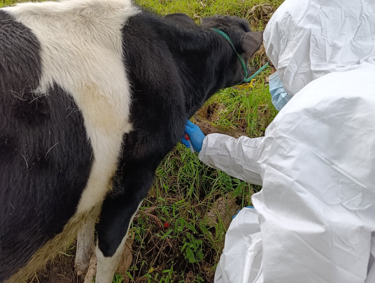 AgrocalidadZ6's tweet photo. #Azuay | Realizamos la toma de muestras sanguíneas 🐄🔬 como parte de la vigilancia epidemiológica para detectar la circulación viral de fiebre aftosa, fortaleciendo las acciones de control y la sanidad animal en el territorio continental ecuatoriano.
#PrevenciónSanitaria https://t.co/sjMieIQ1jJ