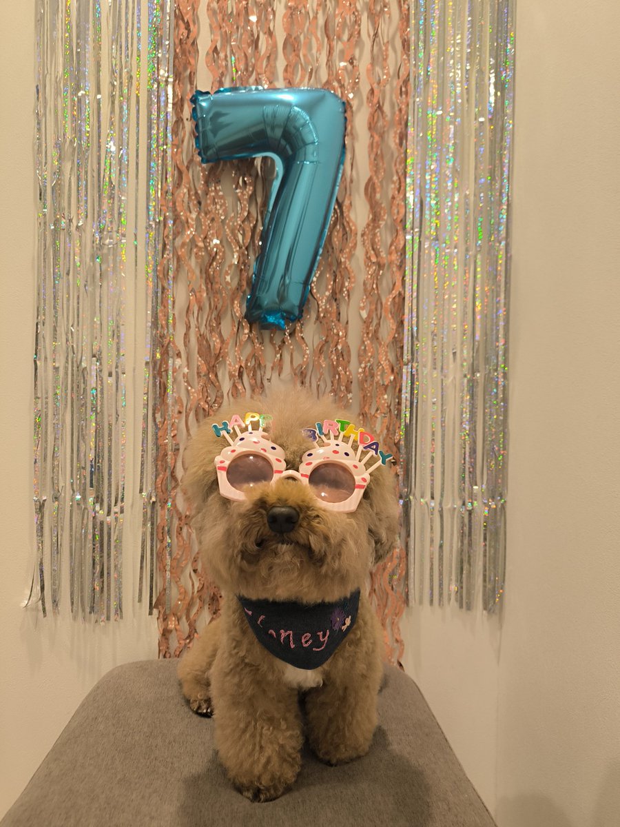 the_cavapoo tweet picture