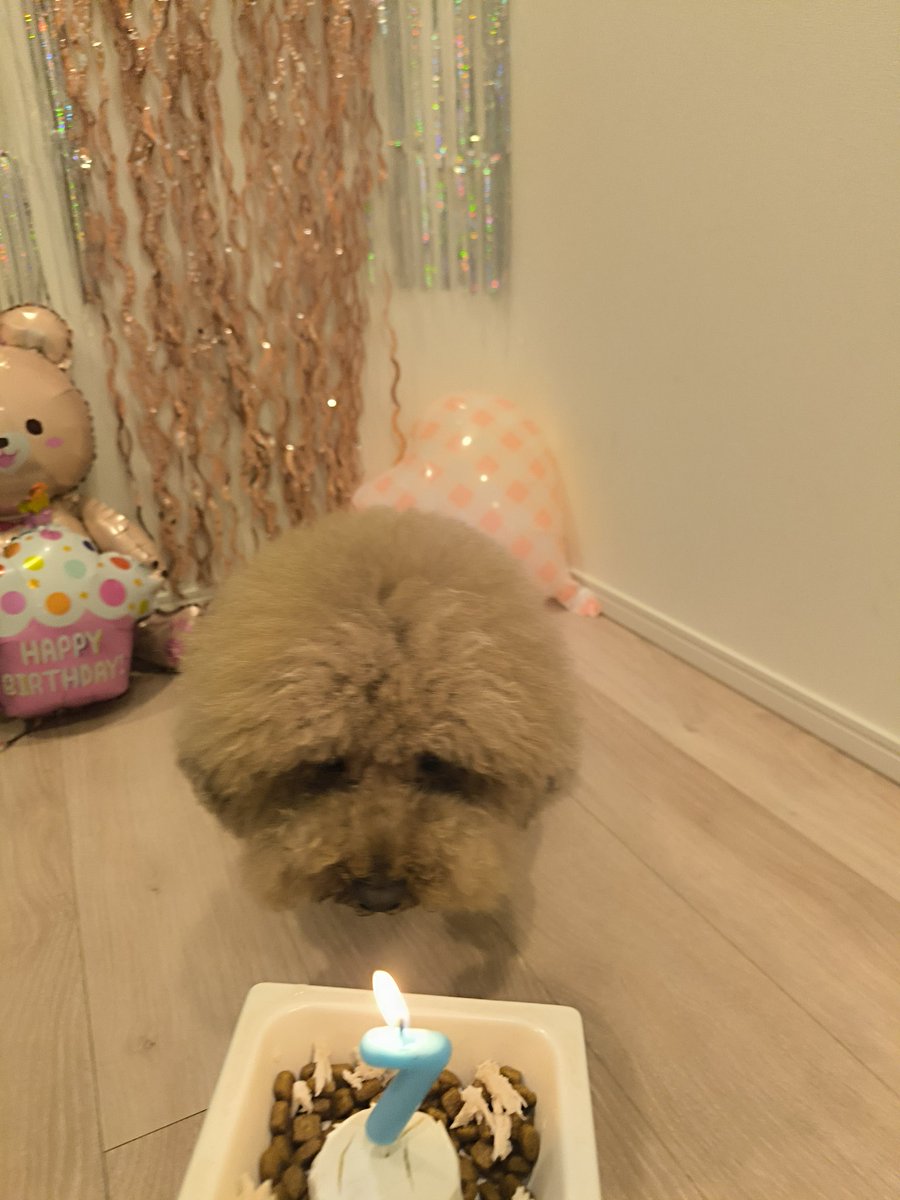 the_cavapoo tweet picture