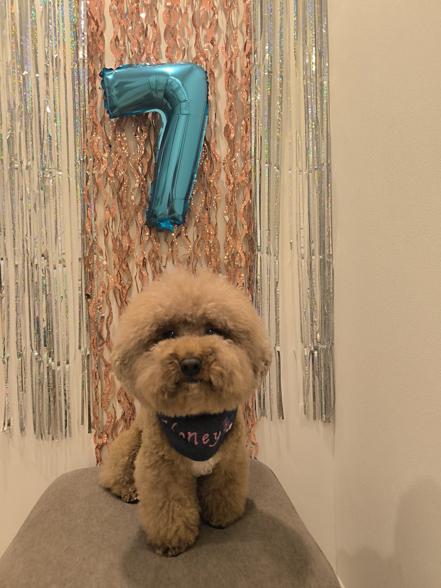 the_cavapoo tweet picture