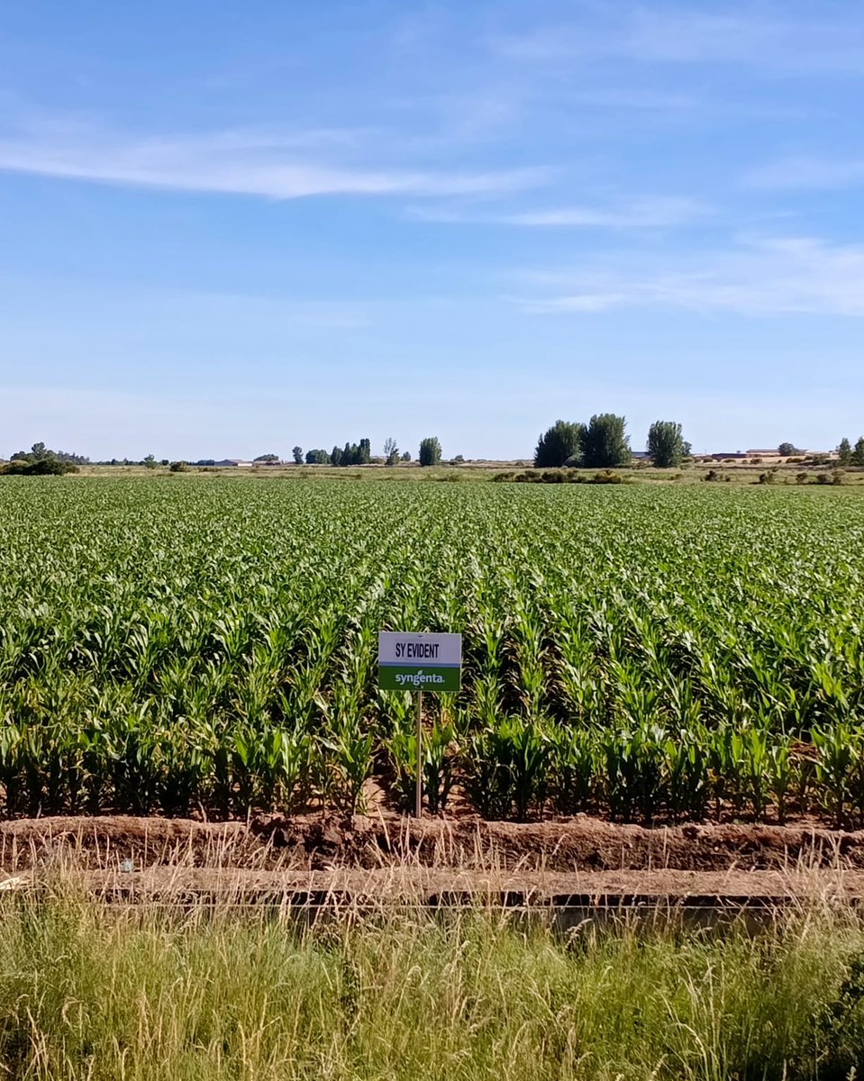 SyngentaES's tweet photo. 🌽 Las imágenes de SY Evident en León 📍reflejan un cultivo con un excelente estado vegetativo 💪 y una implantación muy homogénea 🌱

Estas características son fundamentales para construir el potencial productivo 📈 desde las primeras etapas del ciclo, favoreciendo un desarrollo equilibrado y uniforme.

👨‍🌾 Seguiremos acompañando al cultivo en su evolución durante las próximas semanas, observando de cerca su comportamiento en campo y posteriormente nuestros agricultores podrán visitarlo para comprobar todo el potencial de esta variedad que no para de crecer, año tras año 🚀
https://t.co/7j801sUDEp