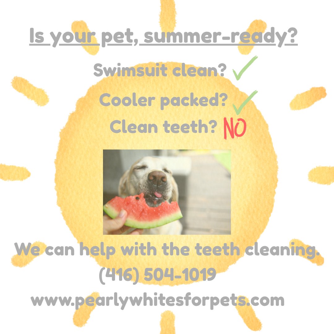 PetPearlyWhites's tweet photo. We can help you be summer-ready!

🏠844 King St West, Toronto, ON 
 📞 (416) 504-1019
💻 https://t.co/Nx33KN9xDP

#PearlyWhites #TorontoGTA #KingWest #LibertyVillage #TrinityBellwoods #DogsofToronto #CleanTeethHappyDogs #Dogdad #Dogmom #Happydog https://t.co/THJLCJuzVJ