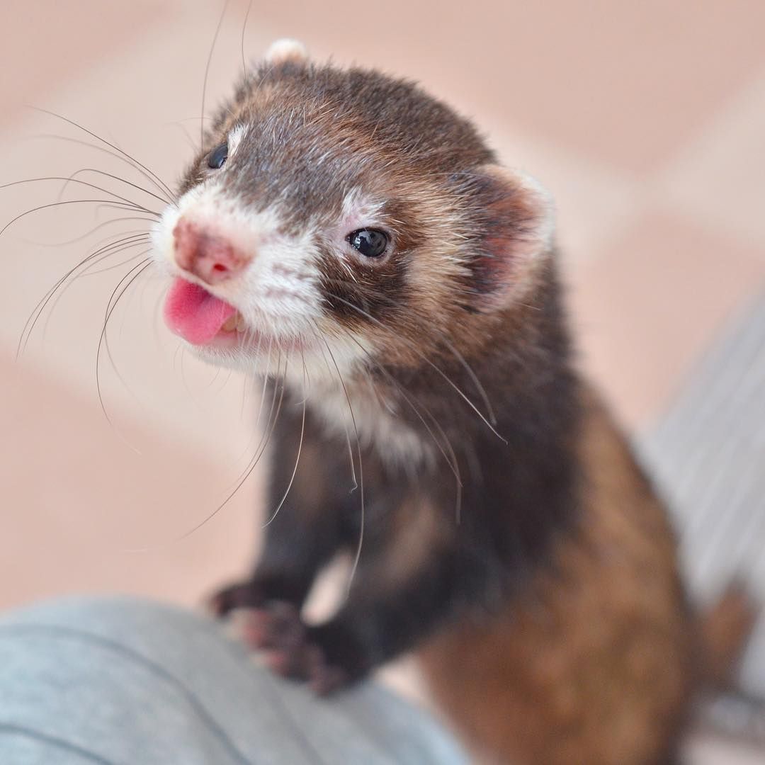 FerretPerHour's tweet photo. https://t.co/jS5zasZtK3