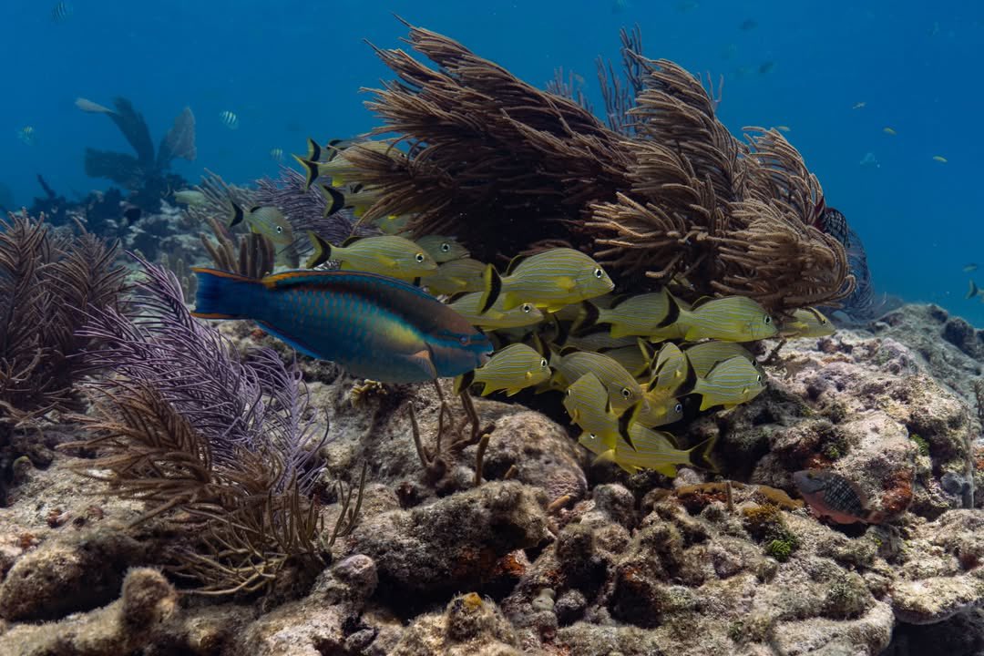 lunecrumbss's tweet photo. sea creatures 🐠 https://t.co/oIWs3fuwAU