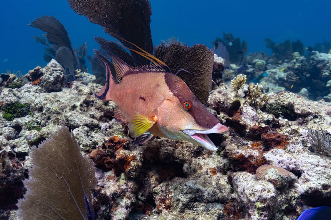 lunecrumbss's tweet photo. sea creatures 🐠 https://t.co/oIWs3fuwAU
