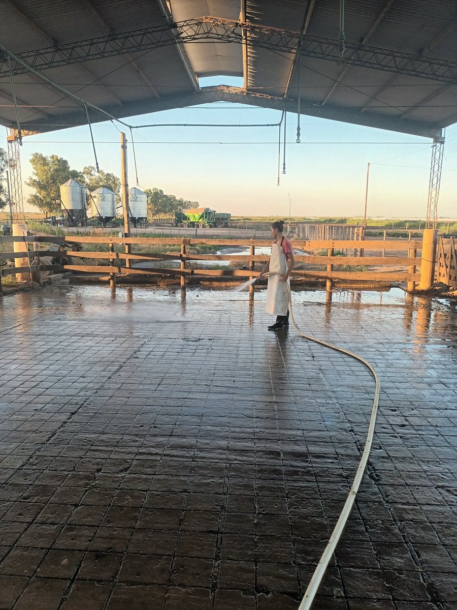 HugoTanco's tweet photo. VAMOS!
¡Hola a todos! Estamos en busca de trabajo urgente, somos de la zona de Carlos Pellegrini Santa Fe, ambos trabajamos  tenemos conocimientos en tambo, tractor, manejo de mixer, detección de mastitis y buen trato con los animales, si saben de algún puesto, para tractorista o tambo les dejo mi número 3401411381 muchas gracias