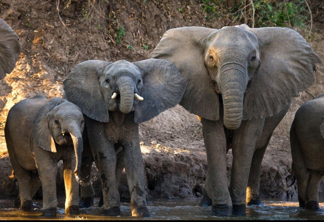 Chineduu67's tweet photo. I believe spending time in natural reserves reminds us how important it is to protect wildlife for future generations. 🌍💚
#NatureConservation #WildlifeProtection #ZambiaNature #EcoTourism https://t.co/Vg5CPDvJzO