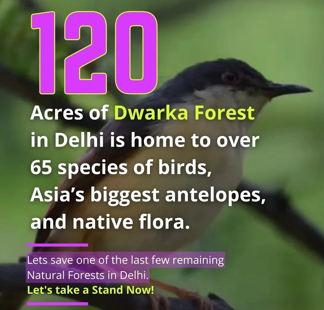 thetannuja's tweet photo. As I write this.. 1200+ trees are being felled in #DwarkaForest, Delhi.

Despite backlash from locals &amp; env't activists since 2022; CEC under the SC, has granted permission to @RailMinIndia, to wipe out this natural forest which is located right behind the @DelhiAirport.

1/N https://t.co/pzrNNrjFL5