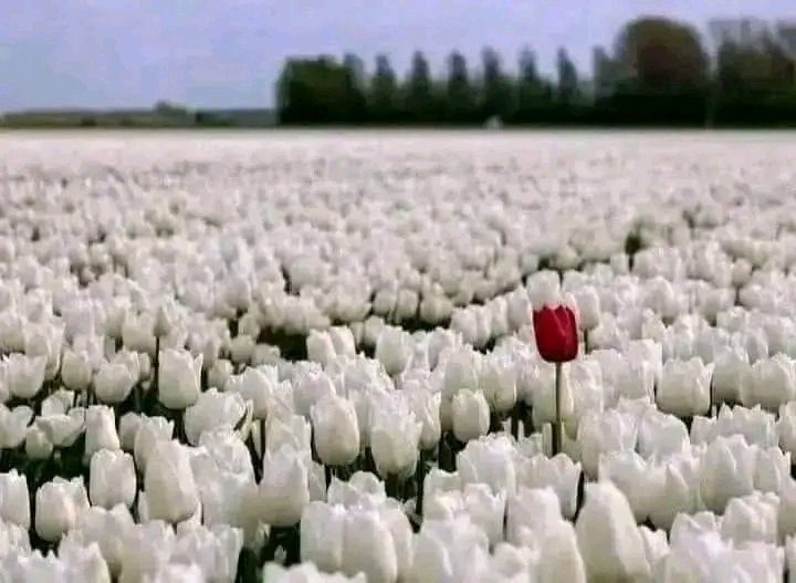 Meraj__Akhtar's tweet photo. ضروری نہیں آپ سب جیسے ہوں 
اختلاف، خوبصورت بھی ہو سکتا ہے .. https://t.co/lOpyDHPvwF