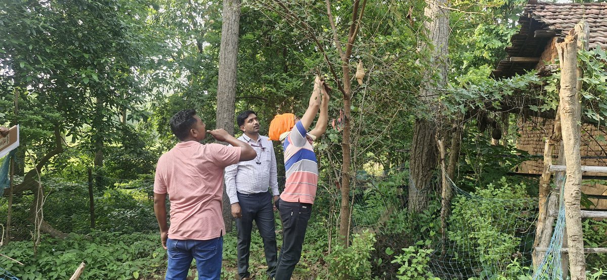 icar_nisa's tweet photo. A joint team from the ICAR-NISA, Namkum, Ranchi, and Centre for Regional Education, Forest &amp; Tourism Development Agency, visited Jashipur, Odisha and nearby villages to assess the potential for scientific lac cultivation on Kusum and Ber host trees on 23rd June 2026. @icarindia https://t.co/dRTvyWHFHQ
