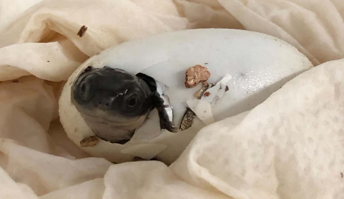 PerthZoo's tweet photo. Welcome to the world, little swampie🥹
This adorable little #WesternSwampTurtle is one of many hatched this season through our collaborative breeding program!

📷 Keeper Lisa https://t.co/x5q3ZNLe7N