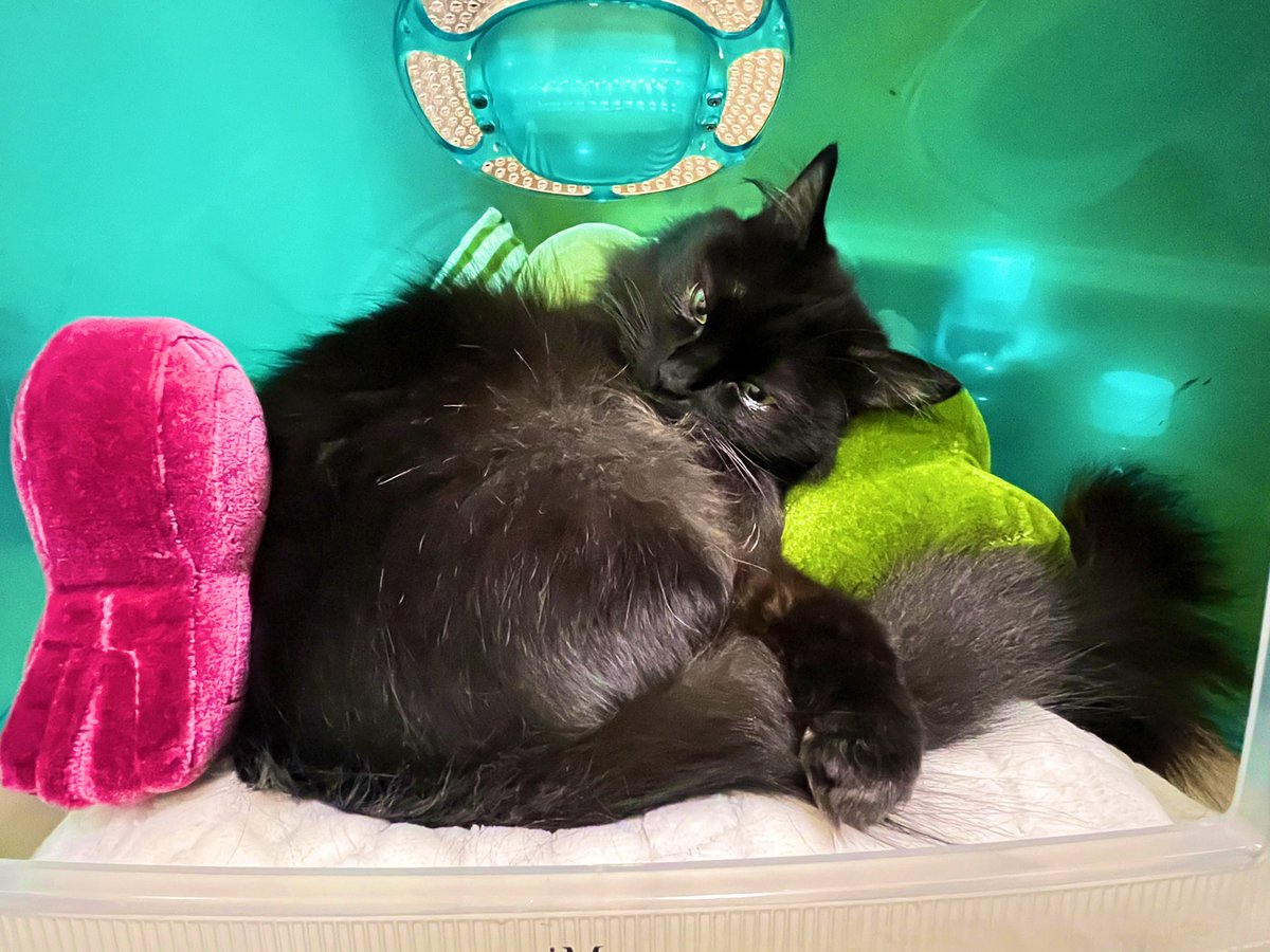 Rotetekatt's tweet photo. ゆるにゃない…🐾 https://t.co/vAoX1wFjWy