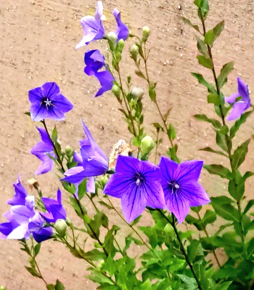 rose_in_June's tweet photo. 秋の七草にしては出番が早い気がしてならない桔梗
先人は夏至から先、七草を追って徐々に秋を迎えたのでしょうか
#わたしの暦生活 https://t.co/2ou16FbSql