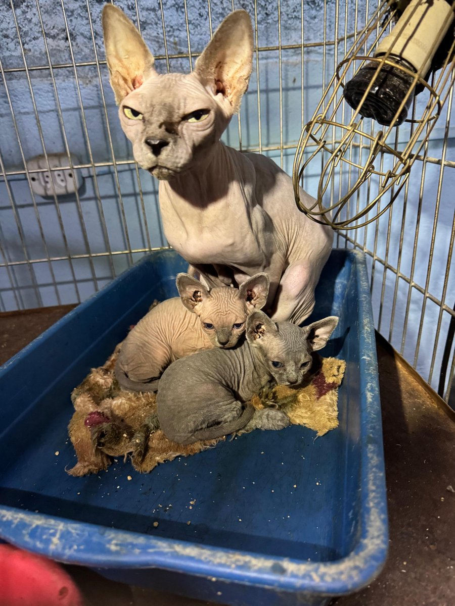 g1saopaulo's tweet photo. Polícia Civil encontra mais de 100 gatos escondidos em fundos falsos e prende suspeita por maus-tratos na Zona Leste de SP https://t.co/8NPGbk9m5F https://t.co/8IHARQOU1f