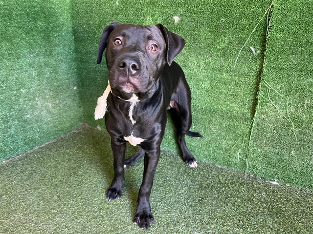 AnimaLancaster's tweet photo. #A5784806
Male, black Labrador Retriever mix
1 year old.
https://t.co/QzqdCIFtUb https://t.co/8YVfpgW6o3