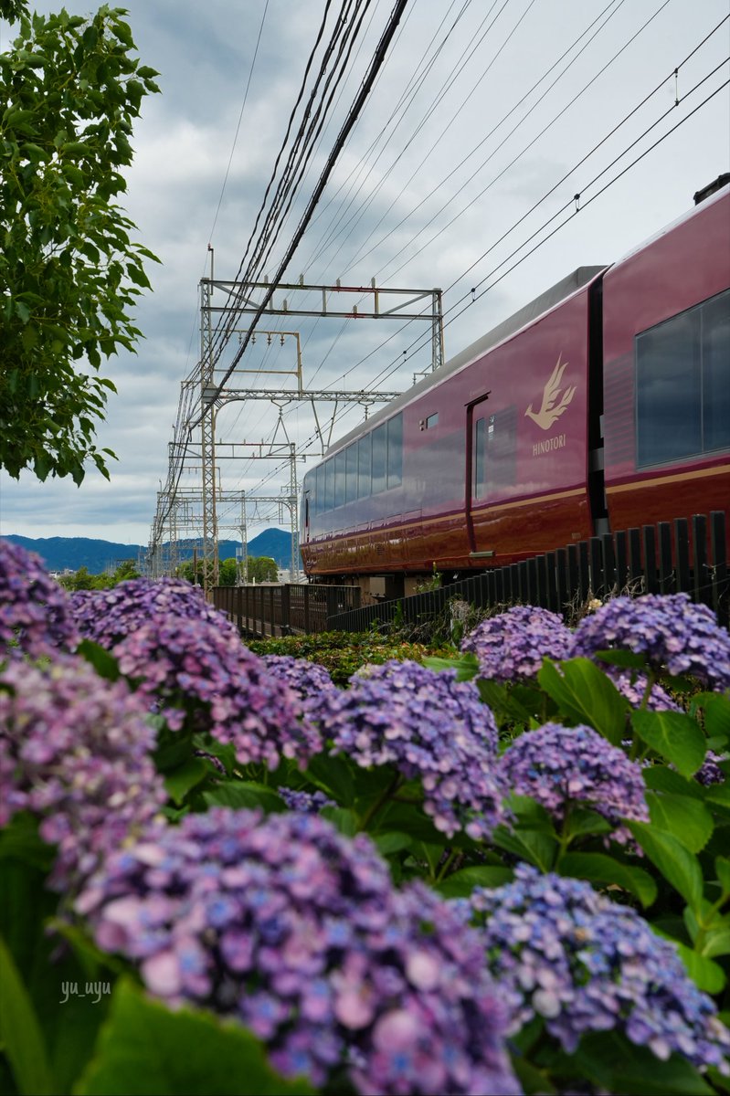 yu_uyu_photo's tweet photo. 紫陽花と特急ひのとり💜🌿

お気に入りの初夏のワンシーン✨ https://t.co/6J9gjIaRhm