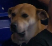lebombjam's tweet photo. Biggest animal meme on X right now, perfect runner for the trenches! Over 20 million views in 14 hours across posts!

https://t.co/hpb9fmDQpC

This dog is blowing up after a hilarious video of him being "SIDELINED" from eating the hot dog surfaced on X

Perfectly describes how it feels to trade in this market, check out all the posts

https://t.co/dbGifBov98

https://t.co/W3rAdoQqRS