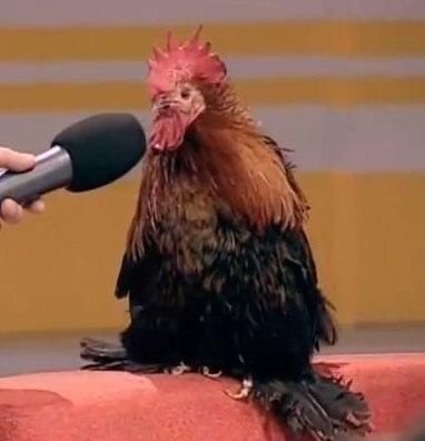 SIAFRAM's tweet photo. Yo me identifico como una gallina https://t.co/vUY2hHXcLg