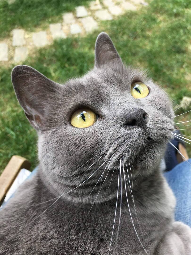 vigipets's tweet photo. 🟠 🐱 Chat perdu le 21/06/2026 à Montreuil (93100).
Race : Chartreux / Âge : 14 an(s)
Velvet / Femelle / Identifié(e) : Oui

☎️ 0638102394
📧  agnesoudot@free.fr

#chatperdu #chattrouve #chat #perdu #trouve https://t.co/eHZ11naZpl