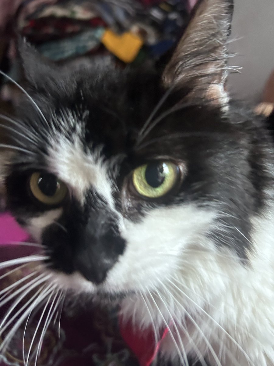 meowheon's tweet photo. my princess chi chi turns 14 today HAPPY BIRTHDAY CHICHARRON 🎉😻❤️ https://t.co/bWr4lvvvvk