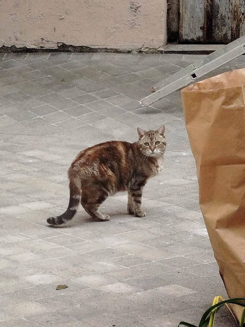 vigipets's tweet photo. 🟠 🐱 Chat perdu le 20/06/2026 à Noisy-Le-Grand (93160).
Race : Européen / Âge : 9 an(s)
Chiquette / Femelle / Identifié(e) : Oui

☎️ 0618991022
📧  j2mazet@orange.fr

#chatperdu #chattrouve #chat #perdu #trouve https://t.co/vlJl1GcJzz