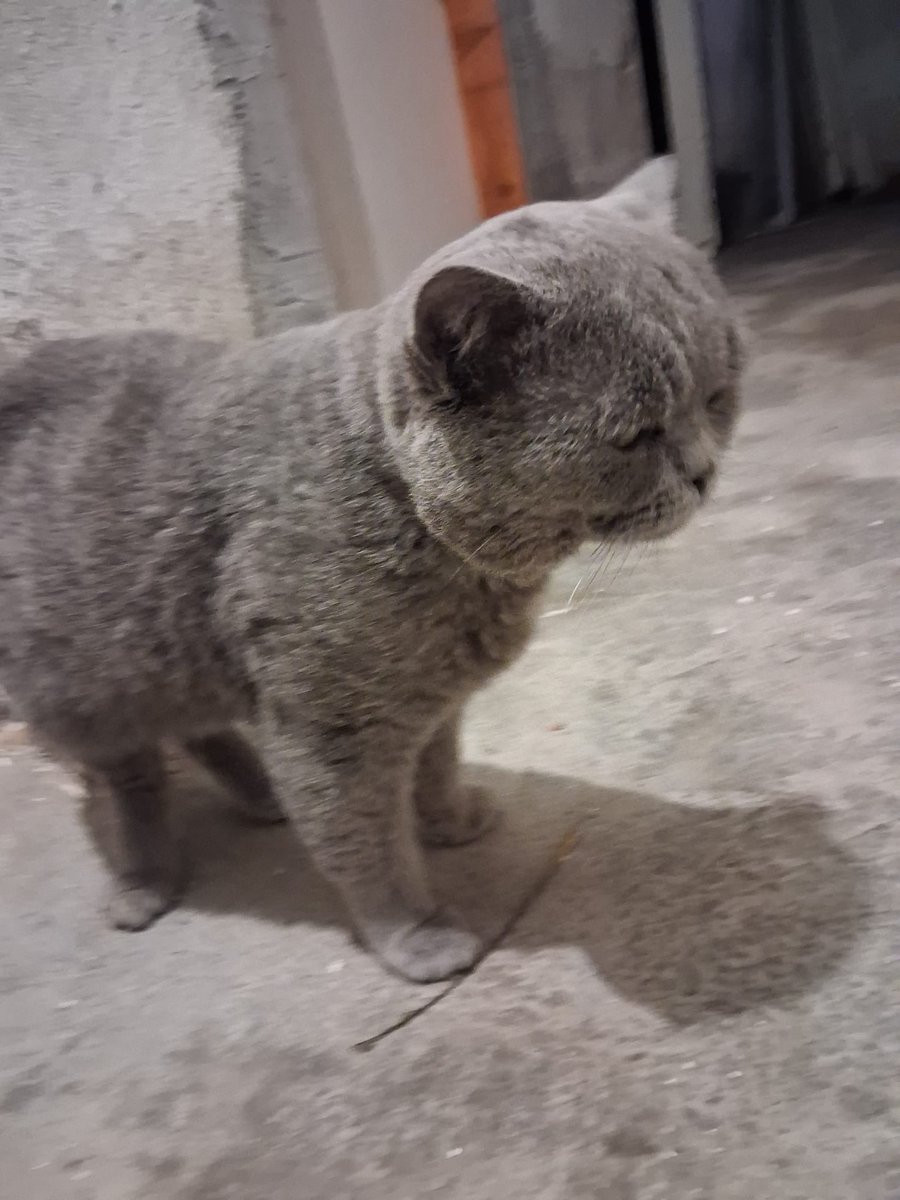 kedi_sesi's tweet photo. Ankara yuva🙏 Britsih shothair sokağa bıraktılar 1 buçuk yaşında erkek sürekli eve girmek istiyor bahçede ve apt baktığımız diğer kedilerden dayak yiyor. Çok mutsuz sokakta yaşamaktan. Lütfen yuva🙏🥹 https://t.co/xkipQrHamH