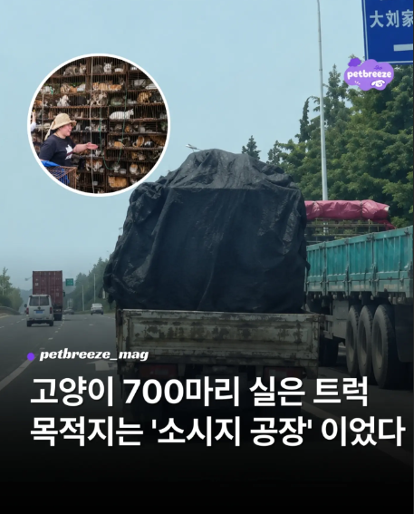 golae540637's tweet photo. [고양이 700마리 실은 트럭 목적지는 '소시지 공장' 이었다]

중국 장쑤성 난징시 인근에서 약 700마리의 고양이를 실은 화물트럭이 경찰에 적발돼 현지 사회에 충격을 주고 있습니다. 시민들의 신고로 드러난 이번 사건은
불법 동물 도살 및 육가공 유통 의혹으로 확대되면서 관계 당국이 수사에 나섰습니다.