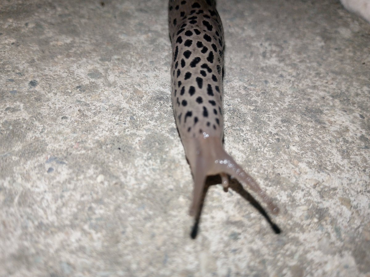 Jugoslavikk's tweet photo. Whatever the hell this naked spotted snail is on Abt in my back yard https://t.co/0ioDNYW5j1