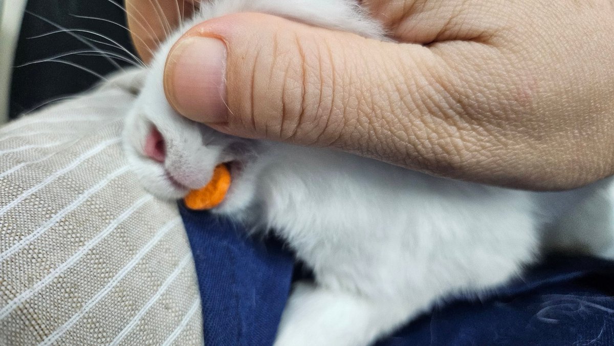 rabbit_mingming tweet picture
