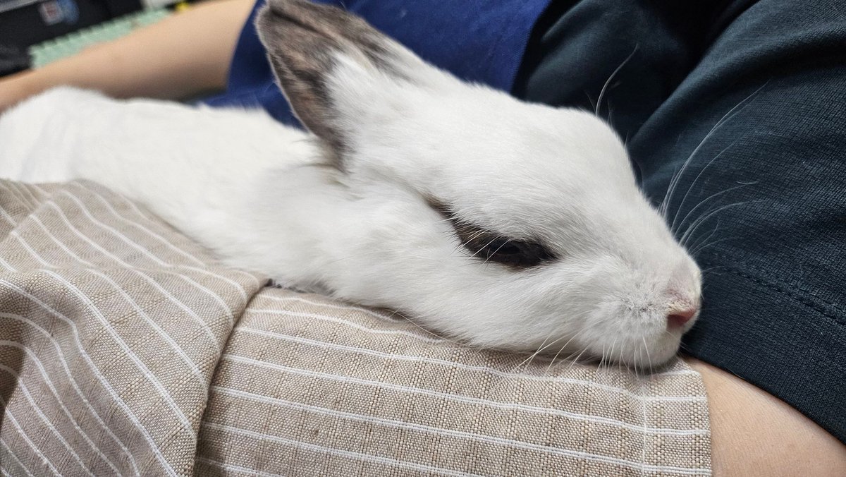 rabbit_mingming tweet picture